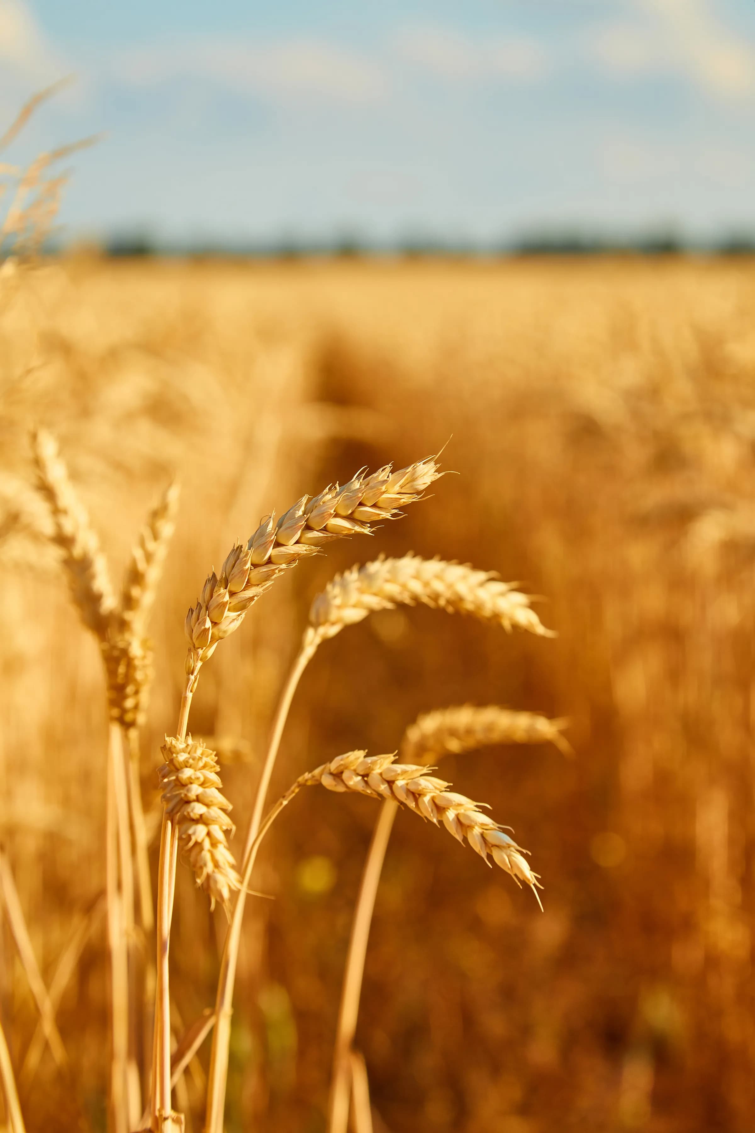 Harvested wheat ears