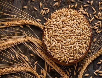 Barley