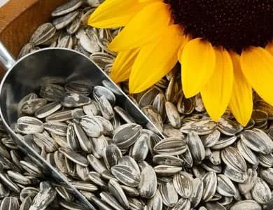 Sunflower Seed