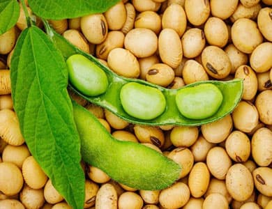 Soybean